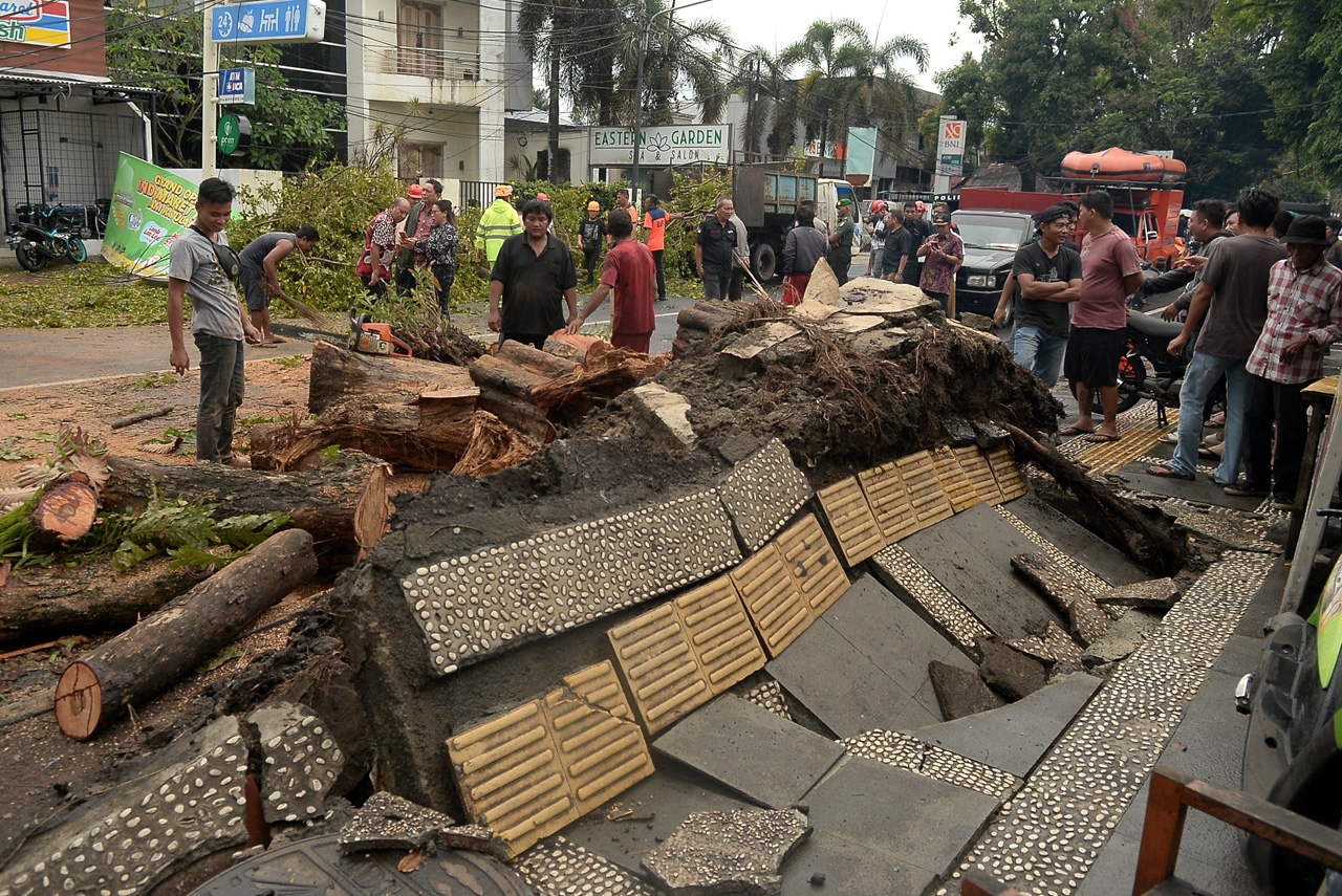 FOTO Angin Kencang Tumbangkan Pohon Di Manado