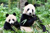 Meskipun Vegetarian, Ini Penyebab Panda Tetap Gemuk