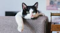 Riset Terbaru Klaim Kucing Mampu Mengingat Nama Dirinya
