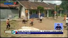 Babi Hutan Masuk Kampung dan Mengamuk, Tiga Warga Terluka Parah