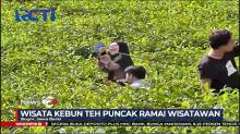 Wisata Kebun Teh Puncak, Bogor, Mulai Dipenuhi Pengunjung