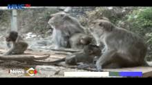 Kehabisan Makanan, Puluhan Monyet Turun Bukit Masuki Pemukiman Warga