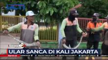 Petugas Tangkap Ular Sanca di Kali Kawasan Jakarta Barat