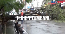 Diguyur Hujan Dan Angin Kencang, Pohon Besar Di Padang Tumbang