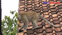 Teror Monyet Liar Bikin Resah Warga Kampung Nalagati