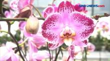 Taman Bunga Anggrek di Duta Orchid Garden