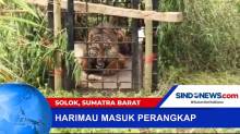 Seekor Harimau Betina Ditangkap di Solok, Sumatera Barat