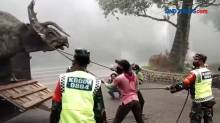 Video Viral Dinosaurus di Lereng Gunung Lawu, Ini Faktanya