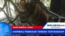 Harimau Pemakan Hewan Ternak Tertangkap