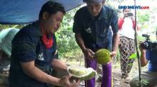 Desa Wisata Namang Suguhkan Pengunjung Makan Durian Langsung dari Pohon