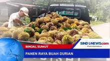Panen Raya Buah Durian di Binjai, Sumatra Utara