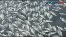 Puluhan Ton Ikan Mati Saat Masuki Masa Panen, Petani Ikan Rugi Ratusan Juta