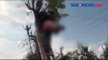 Cari Pakan Ternak, Seorang Pria di Mojokerto Tewas di Atas Pohon