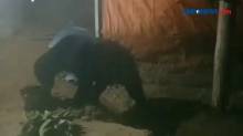 Beruang Madu Masuki Dapur Rumah Warga Terekam Kamera