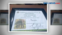 Pulih Indonesia, Inilah Makna Nama Anak Gajah Pemberian Sandiaga Uno di Taman Safari