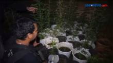 Polisi Temukan Ladang Hidroponik Ganja di Atap Rumah Warga