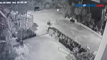 Kemunculan Beruang Madu Terekam CCTV