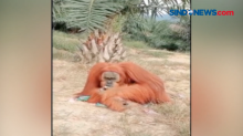 Orangutan Masuk Perkebunan Sawit Berhasil Dievakuasi
