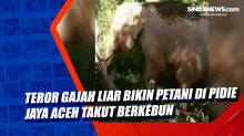 Teror Gajah Liar Bikin Petani di Pidie Jaya Aceh Takut Berkebun