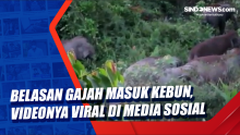 Belasan Gajah Masuk Kebun, Videonya Viral di Media Sosial