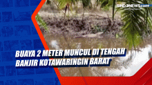 Buaya 2 Meter Muncul di Tengah Banjir Kotawaringin Barat