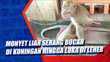 Monyet Liar Serang Bocah di Kuningan Hingga Luka di Leher