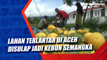 Lahan Terlantar di Aceh Disulap jadi Kebun Semangka