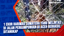 1 Ekor Harimau Sumatera yang Melintas di Jalan Perkampungan di Aceh Berhasil Ditangkap