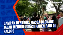Dampak Bentrok, Massa Blokade Jalan Menuju Lokasi Panen Padi di Palopo