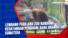 Lembang Park and Zoo Bandung Kedatangan Penghuni Baru Orangutan Sumatera