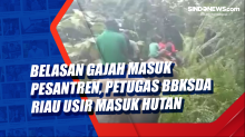 Belasan Gajah Masuk Pesantren, Petugas BBKSDA Riau Usir Masuk Hutan