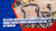 Belasan Anakan Ular Cobra Ditemukan di Rumah Warga Bogor, Induknya Belum Ditemukan