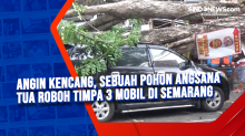 Angin Kencang, Sebuah Pohon Angsana Tua Roboh Timpa 3 Mobil di Semarang