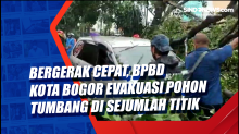 Bergerak Cepat, BPBD Kota Bogor Evakuasi Pohon Tumbang di Sejumlah Titik