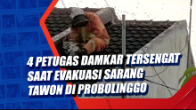 4 Petugas Damkar Tersengat saat Evakuasi Sarang Tawon di Probolinggo