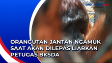 Orangutan Jantan Ngamuk saat Akan Dilepas Liarkan Petugas BKSDA