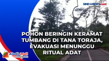 Pohon Beringin Keramat Tumbang di Tana Toraja, Evakuasi Menunggu Ritual Adat
