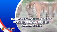 Harimau Sumatera Masuk Perkampungan di Riau, Warga Panik