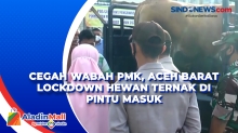 Cegah Wabah PMK, Aceh Barat Lockdown Hewan Ternak di Pintu Masuk