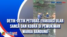 Detik-detik Petugas Evakuasi Ular Sanca dan Kobra di Pemukiman Warga Bandung
