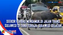 Kerbau di Tana Toraja Sulawesi Selatan Mengamuk di Jalan