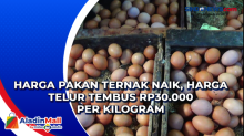 Harga Pakan Ternak Naik, Harga Telur Tembus Rp30.000 per Kilogram