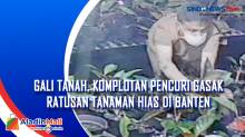 Gali Tanah, Komplotan Pencuri Gasak Ratusan Tanaman Hias di Banten