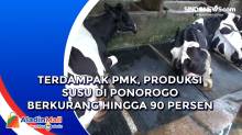 Terdampak PMK, Produksi Susu di Ponorogo Berkurang Hingga 90 Persen