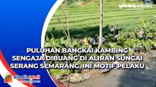 Puluhan Bangkai Kambing Sengaja Dibuang di Aliran Sungai Serang Semarang, Ini Motif Pelaku