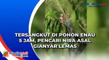 Tersangkut di Pohon Enau 5 Jam, Pencari Nira Asal Gianyar Lemas