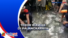 Teror Biawak di Palangkaraya