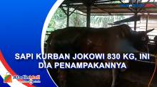 Sapi Kurban Jokowi 830 Kg, Ini Dia Penampakannya
