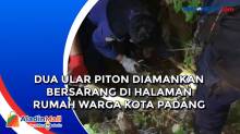 Dua Ular Piton Diamankan Bersarang di Halaman Rumah Warga Kota Padang
