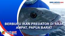 Berburu Ikan Predator di Raja Ampat, Papua Barat